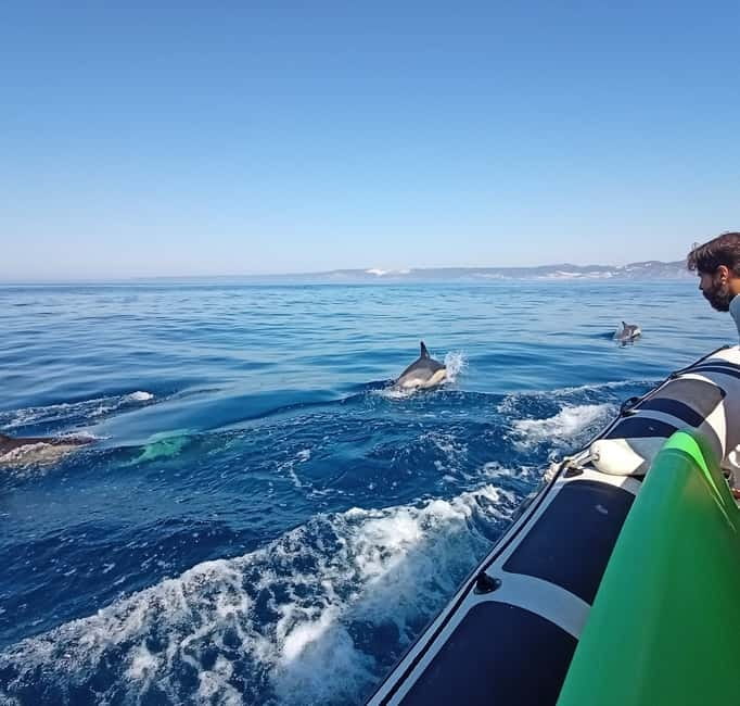 Sesimbra: Dolphin and Whales Watching with Biologist Guide - Snorkeling and Relaxation in Secured Bays