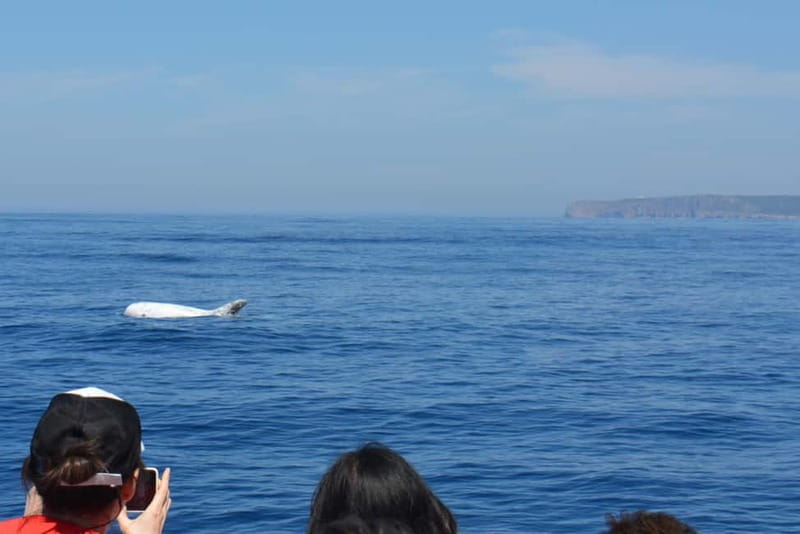 Sesimbra: Dolphin and Whales Watching with Biologist Guide - Practicalities and Accessibility