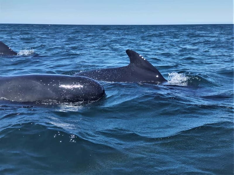 Sesimbra: Dolphin and Whales Watching with Biologist Guide - The Full Itinerary and Stops