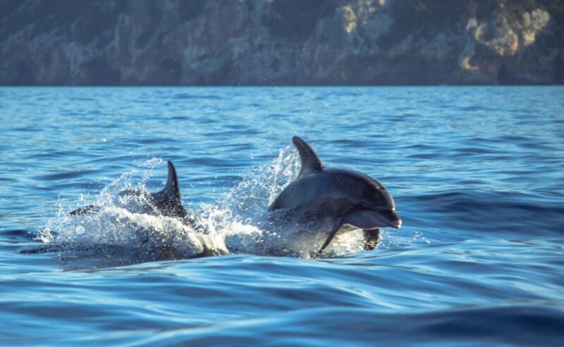 Sesimbra: Dolphin Watching with a marine biologist - Discover Sesimbra’s Dolphin Watching Adventure with a Marine Biologist