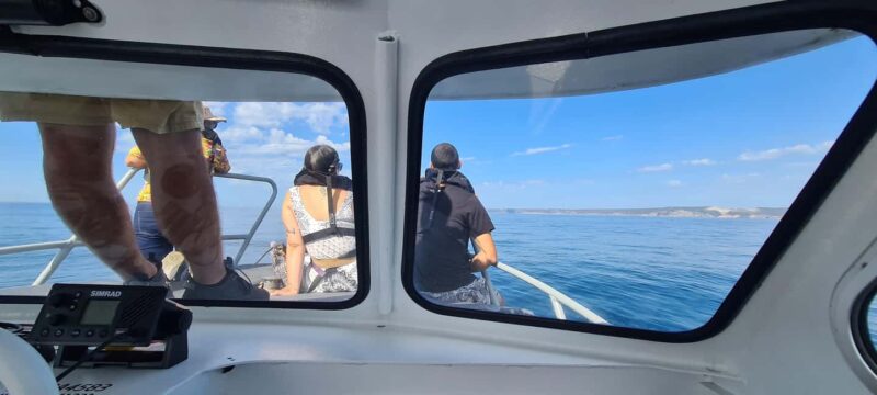 Sesimbra: Dolphin Watching with a marine biologist - Accessible for Families and Wheelchair Users