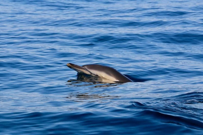 Sesimbra: Dolphin watching with marine biologist - Discover the Exciting World of Dolphins with a Marine Biologist in Sesimbra