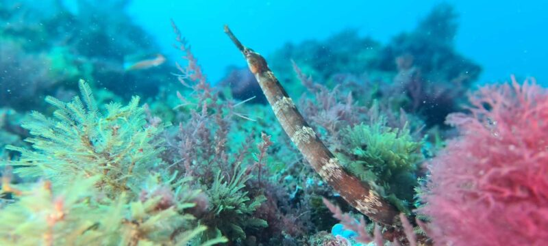 Sesimbra: Open Water Diver Course with 5 Dives - Final Thoughts on the Sesimbra Open Water Diver Course