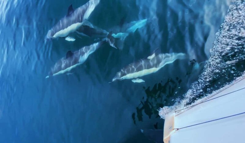 Sesimbra: Sailingboat Tour with Snacks & Drinks - Catching Glimpses of Wild Dolphins in Their Natural Habitat