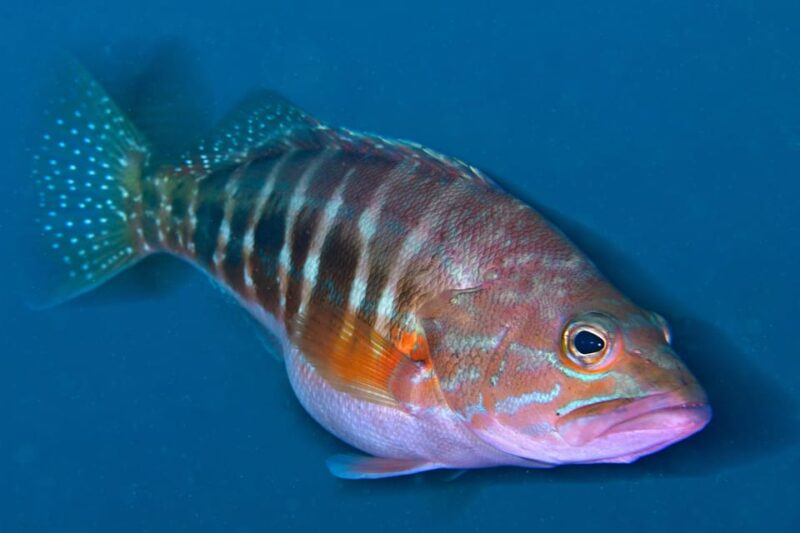 Sesimbra: Scuba Diving Experience for Beginners - Calm, Shallow Waters for First-Timers