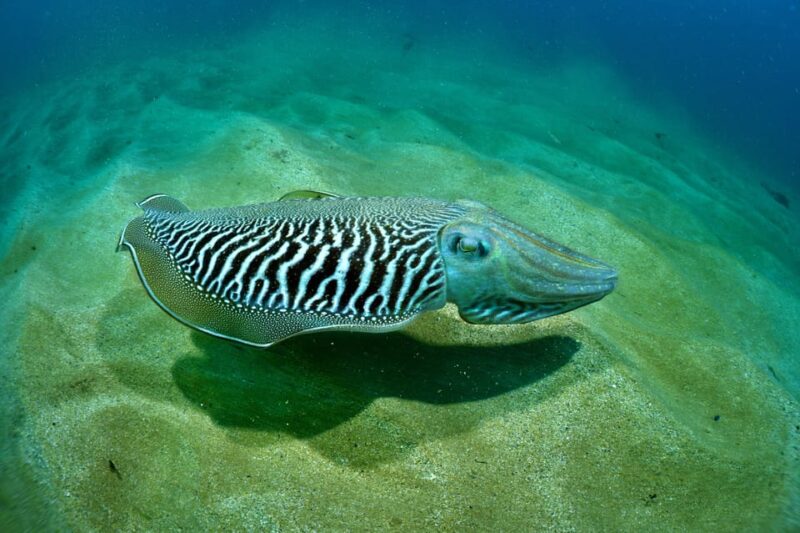 Sesimbra: Scuba Diving Experience for Beginners - Flexible Scheduling and Booking Options