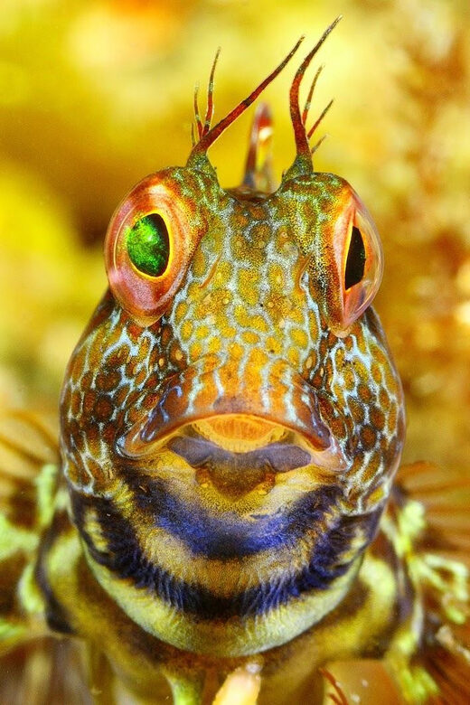 Sesimbra: Scuba Diving Experience for Beginners - Limitations and Considerations