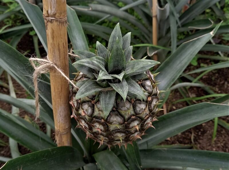 Sete Cidades & Fire Lake: Full-Day Tour with Pineapple plant - The Sum Up: A Well-Rounded Look at São Miguel’s Natural Wonders