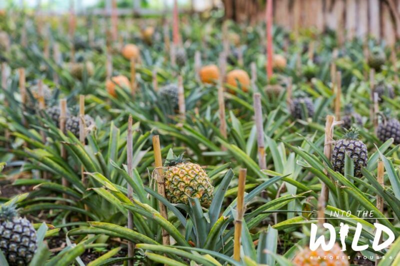 Sete Cidades & Lagoa do Fogo - Full-Day Tour - Discovering Grota do Inferno and Vista do Rei Lookout