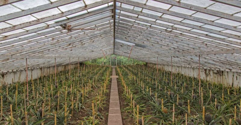 Sete Cidades & Lagoa do Fogo: Full Day Tour with Lunch - Exploring São Miguel’s Natural Wonders with the Full-Day Tour