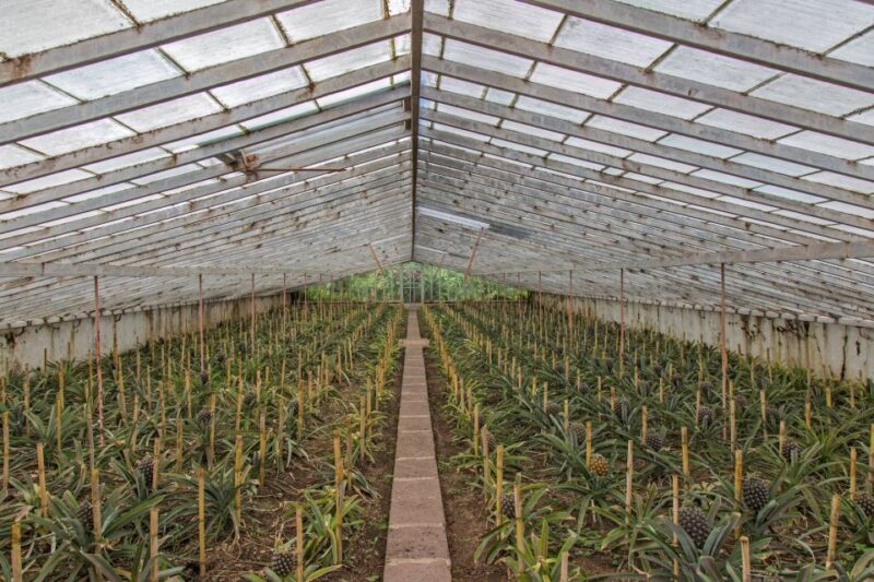 Sete Cidades & Lagoa do Fogo: Full Day Tour with Lunch - The Pineapple Plantation and Other Optional Stops