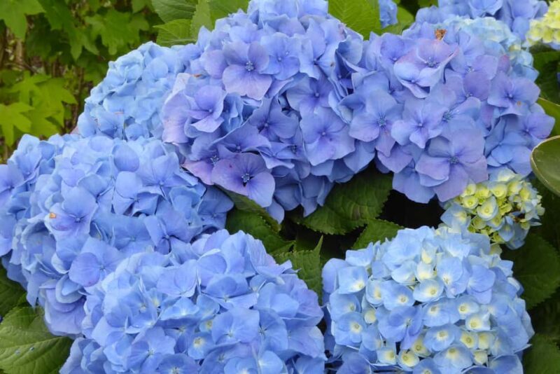 Sete Cidades: Twin Lakes, Serra Devassa Hike & Mosteiros - Discover São Miguel’s Twin Lakes and Coastal Wonders in a Private Day Tour