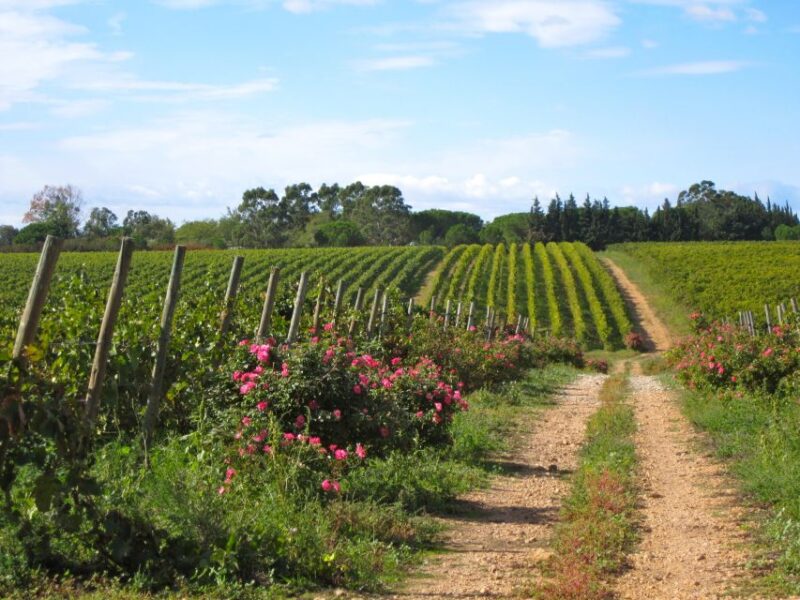 Sète: HalfDay Wine Tour - Scenic Views and Photo Opportunities at the Thau Lagoon