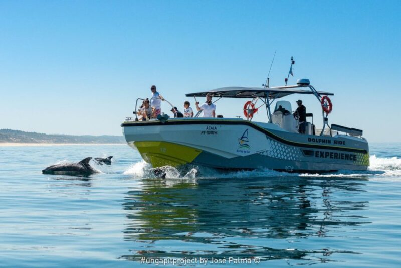 Setúbal: Dolphin Watching Boat Tour - Searching for Bottlenose Dolphins in Their Natural Habitat