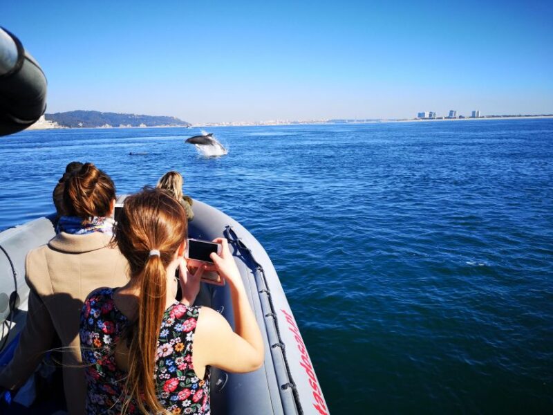 Setúbal: Dolphin Watching Boat Tour - The Modern Speedboat and Scenic Views