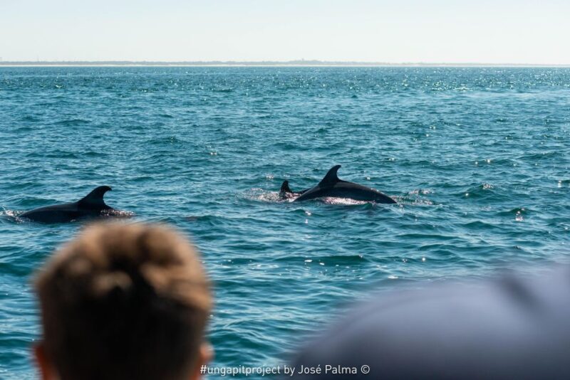 Setúbal: Dolphin Watching Boat Tour - The Role of the Guides and Narration
