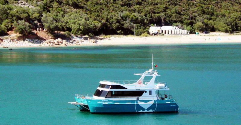 Setúbal: Dolphin Watching Tour - The Eco-Friendly Hybrid-Electric Catamaran