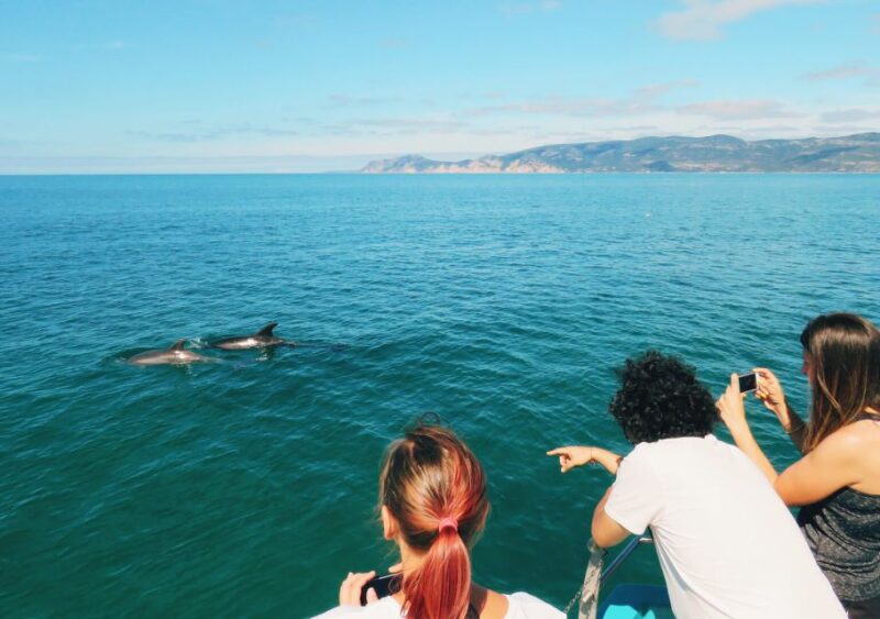 Setúbal: Dolphin Watching Tour - What’s Included and What to Prepare