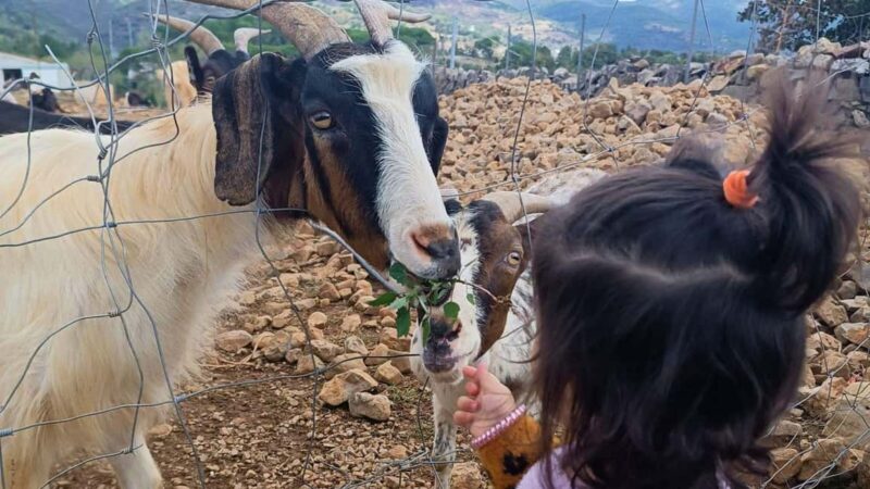 Seulo: Farm Tour with Local Product Tasting - Comparing Similar Experiences on Sardinia