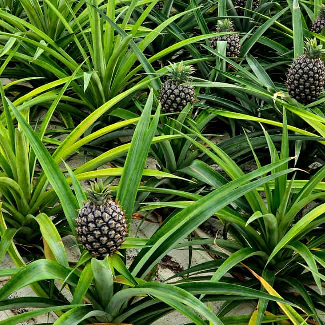 Seven Cities and Lagoa do Fogo Full-Day Tour - Ascending to the Impressive Lagoa do Fogo Crater