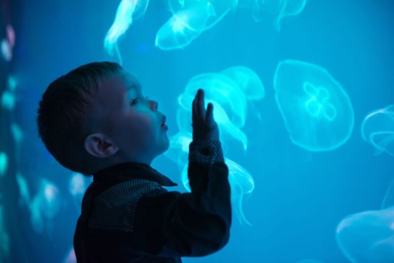 Seville Aquarium Admission Ticket - Exploring the Seville Aquarium: An Aquatic Journey Through History and Marine Life