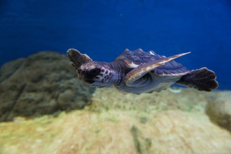 Seville Aquarium Admission Ticket - Marvel at the 40 Aquariums and Over 400 Species