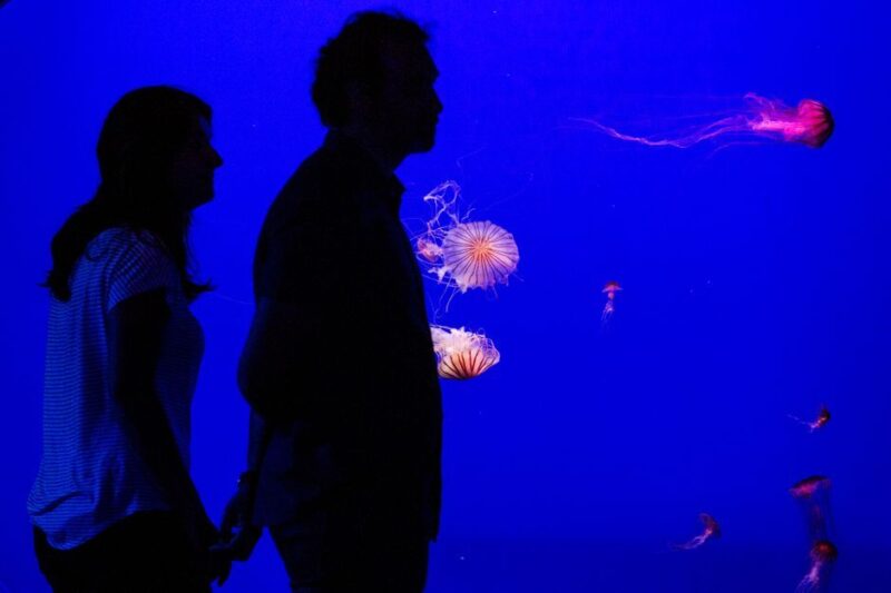 Seville Aquarium Admission Ticket - Walk Beneath the Shark Tank: A Thrilling Underwater View