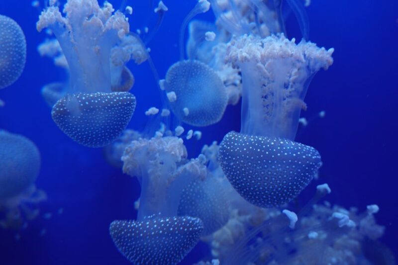 Seville Aquarium Admission Ticket - The Best Fit for Your Visit to Seville