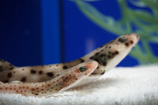 Seville Aquarium Admission Ticket - The Unique Marine Journey Recreating Magellan’s Voyage