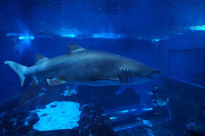 Seville Aquarium Admission Ticket - Highlights of Marine Life at the Seville Aquarium