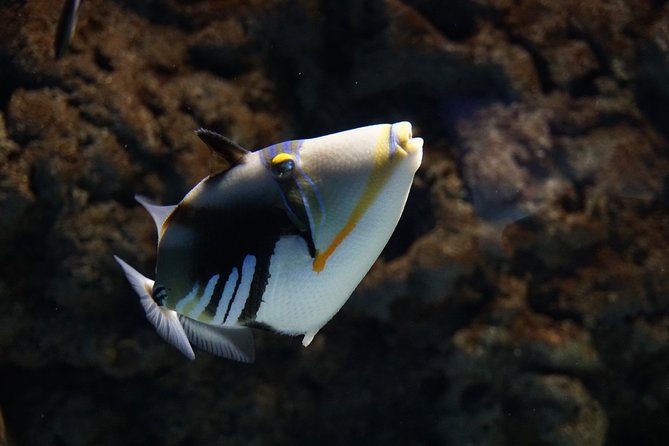 Seville Aquarium Admission Ticket - Pricing, Cancellation, and Booking Flexibility