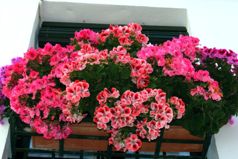 Seville: Barrio de Santa Cruz Small Group Walking Tour - Discover the Old Jewish Quarter of Seville