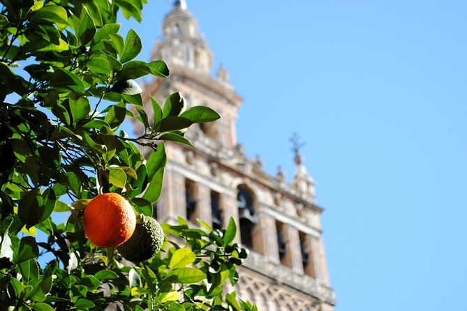 Seville Panoramic Walking Tour - Practical Details and Accessibility