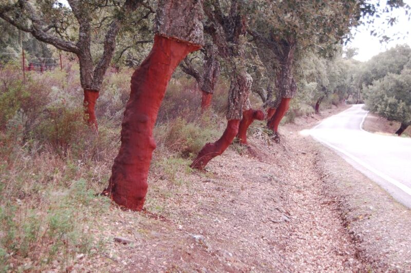 Seville: Transfer to Málaga with visit to Ronda - Final Thoughts on the Ronda Stopover in a Private Transfer