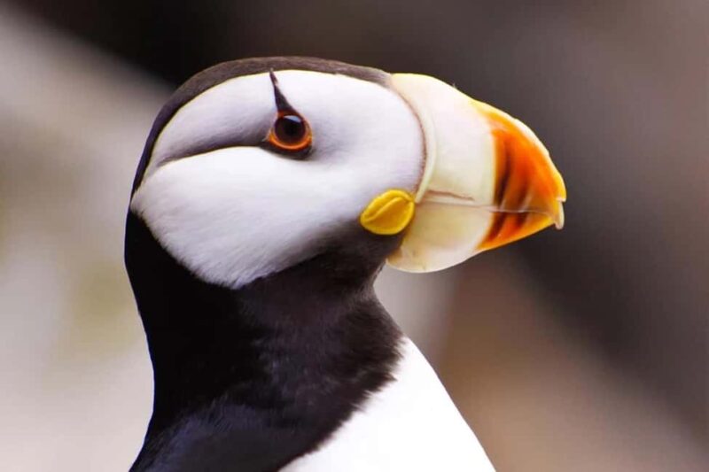Seward: Captain's Choice Kenai Fjords National Park Tour - The Experience of Cruising Kenai Fjords