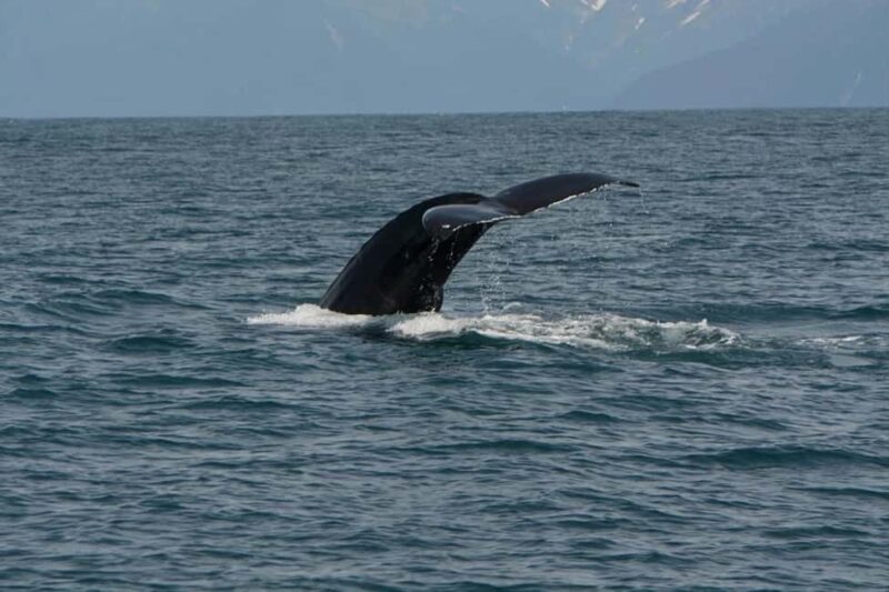 Seward: Captain's Choice Kenai Fjords National Park Tour - Seward: Captains Choice Kenai Fjords Tour — An Unmissable Alaska Experience
