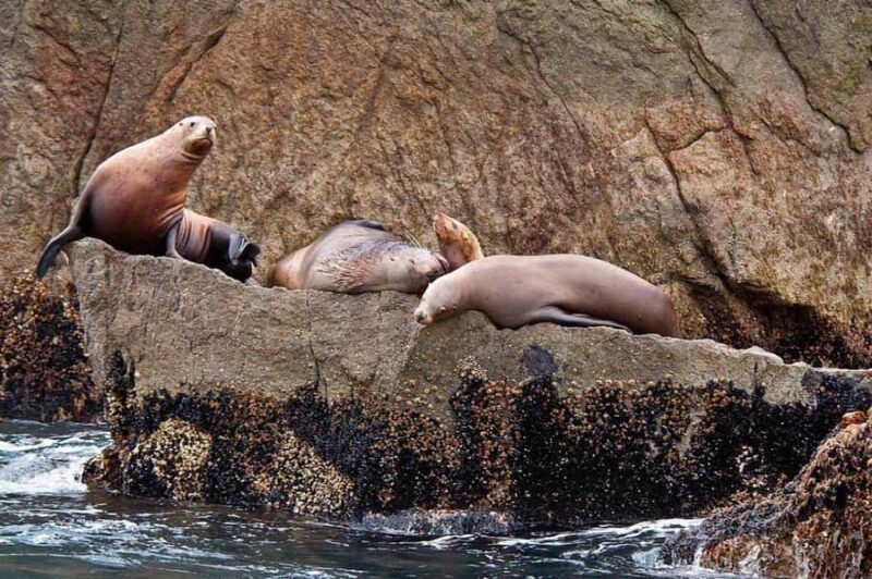 Seward: Full-Day Northwestern Fjord Glacier & Wildlife Tour - Discover the Full-Day Northwestern Fjord Glacier & Wildlife Tour in Seward, Alaska