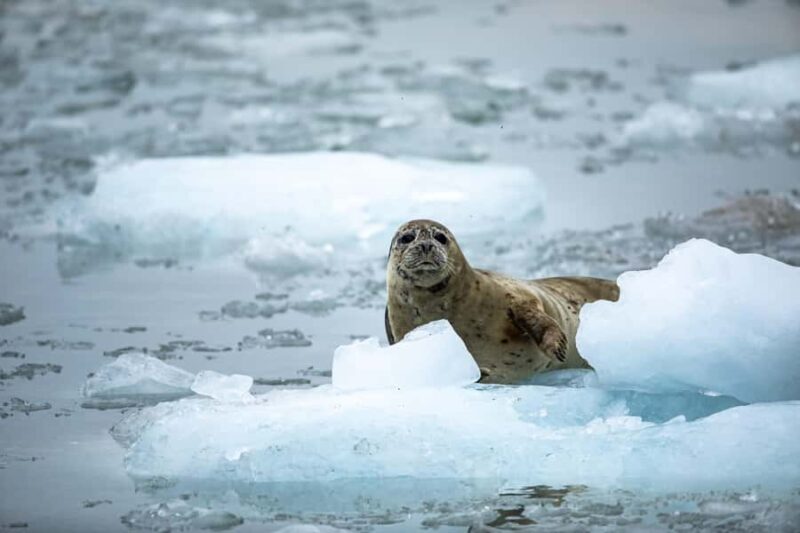 Seward: Full-Day Northwestern Fjord Glacier & Wildlife Tour - What to Expect on the 8-Hour Cruise