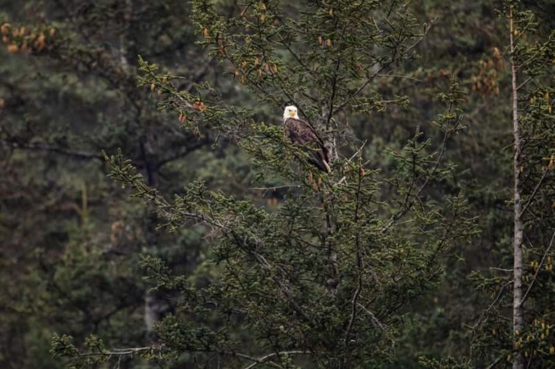 Seward: Full-Day Northwestern Fjord Glacier & Wildlife Tour - Wildlife Watching: Whales, Puffins, Sea Lions, and Otters