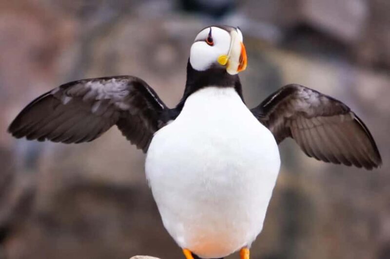 Seward: Full-Day Northwestern Fjord Glacier & Wildlife Tour - Onboard Dining: Breakfast Pastries and a Hot Lunch