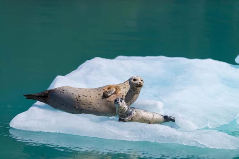 Seward: Kenai Fjords National Park Glacier Cruise w/ Lunch - Encountering Kenai Fjords’ Majestic Glaciers