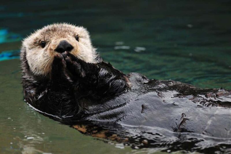 Seward: Kenai Fjords National Park Glacier & Wildlife Cruise - Weather Conditions and Flexibility