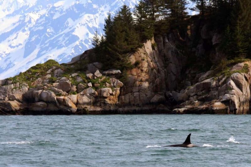 Seward: Kenai Fjords National Park Glacier & Wildlife Cruise - Accessibility and Practical Tips for the Cruise