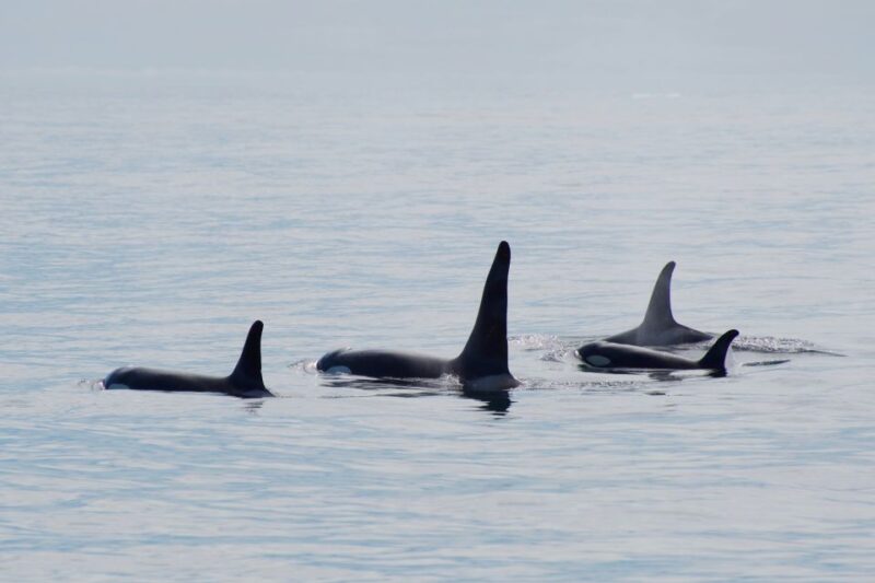 Seward: Resurrection Bay Orca Quest Cruise - Key Points