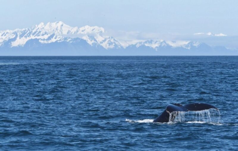 Seward: Spring Wildlife Guided Cruise - What Wildlife Can You Expect to See in Sewards Springtime Waters?