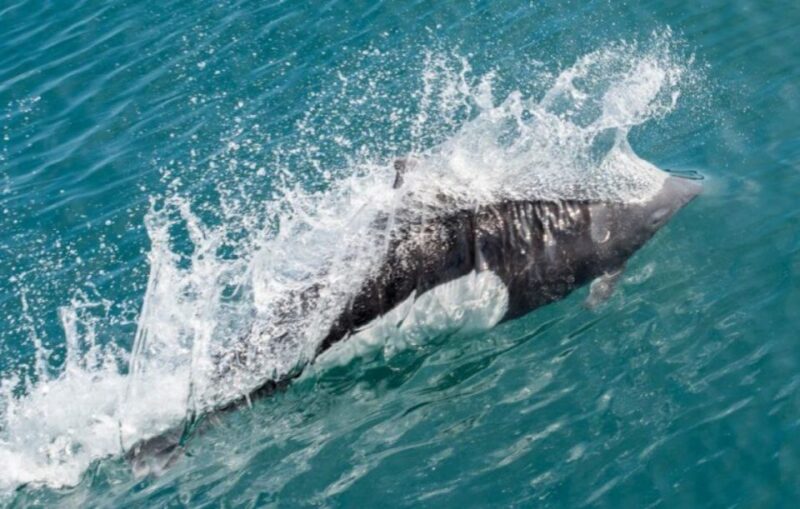 Seward: Spring Wildlife Guided Cruise - Comfort and Amenities on the Cruise