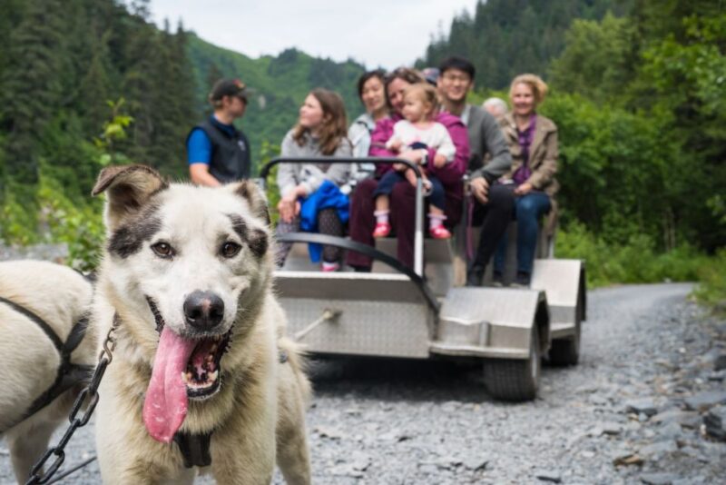 Seward: Summer Dog Sled Ride and Seavey Estate Tour - Sewards Summer Dog Sled Experience at Mitch Seaveys Kennels