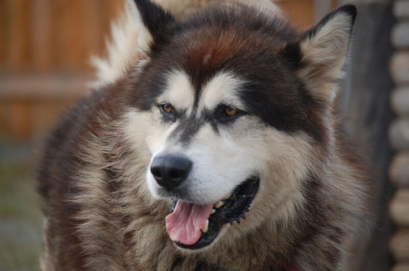 Seward: Summer Dog Sled Ride and Seavey Estate Tour - The Value of the Seavey Estate and Mushing Experience