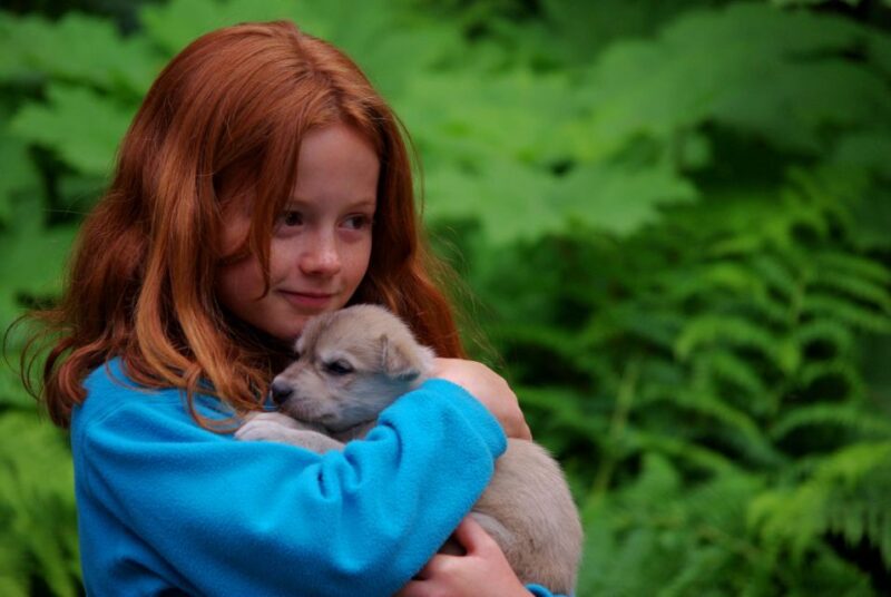 Seward: Summer Dog Sled Ride and Seavey Estate Tour - Final Thoughts on the Seward Summer Dog Sled Ride and Seavey Estate Tour