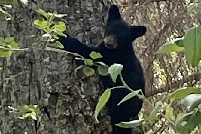 Seward to Anchorage Full Day Transit Tour with Port Pickup - Understanding the Impact of the 1964 Earthquake at Earthquake Park
